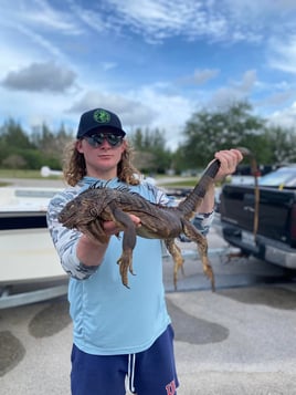 Iguana Hunting in Plantation, Florida