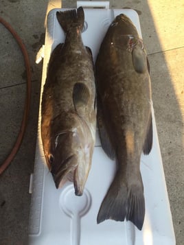 Nearshore Sportfish Roundup