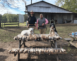 Texas Quail Thriller