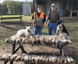 Texas Quail Thriller