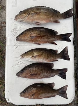 Nighttime Snapper, Snook, and Tarpon