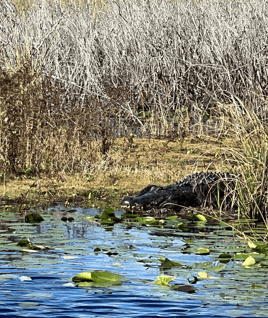 Good Ol' Gator Hunting