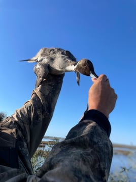 Freeport Fowl Hunts