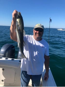 Cape Cod Bay Bass and Bluefish trip