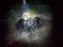 Night Vision Hog Hunts