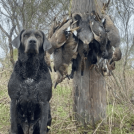 Panhandle Duck Hunts