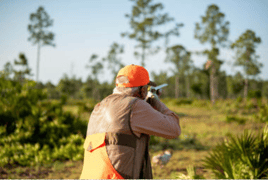 Bobwhite Quail Hunting Adventure