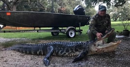 Florida Gator Takedown- 6'