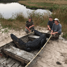 Florida Gator Takedown- 10'