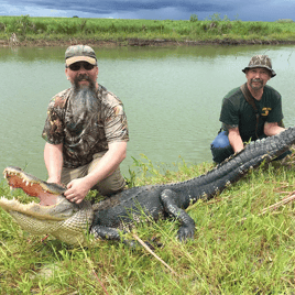 Florida Gator Takedown- 10'