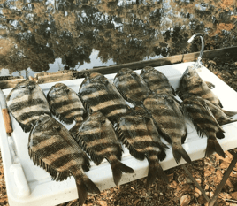 Sheepshead Fishing in Pensacola, Florida