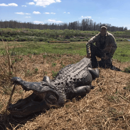 Florida Gator Takedown- 12'