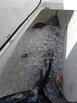 Orange Beach Swordfish Hunt