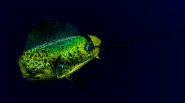 Spearfishing trips