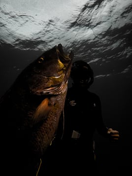 Spearfishing trips