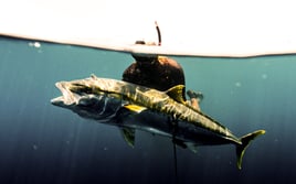 Spearfishing trips