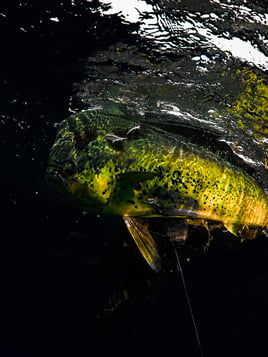 Spearfishing trips