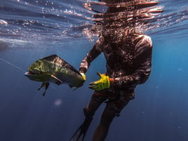 Spearfishing trips