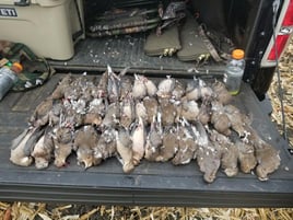 Central Texas Dove Hunt