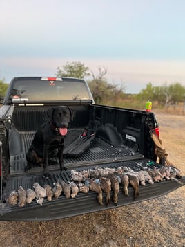 Central Texas Dove Hunt