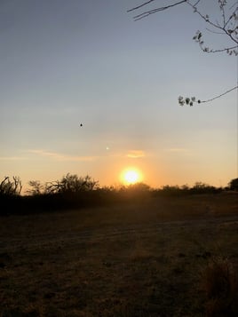 Central Texas Dove Hunt