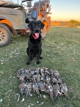 Central Texas Dove Hunt