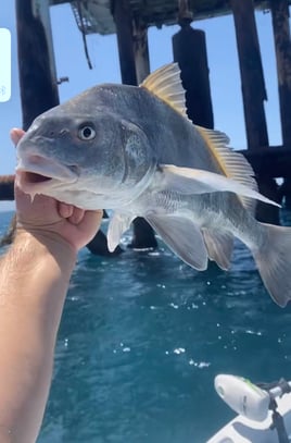 Black Drum Fishing in Corpus Christi, Texas