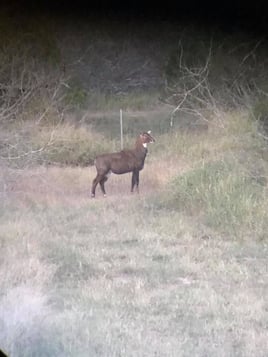 South Texas Nilgai Hunts