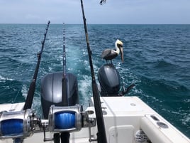 Offshore and inshore fishing in Puerto Rico