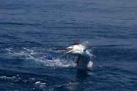 Offshore and inshore fishing in Puerto Rico