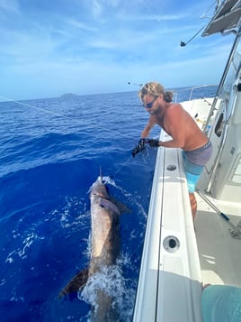 Blue Marlin Fishing in Rincon, Puerto Rico