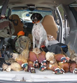 Pheasant Hunts