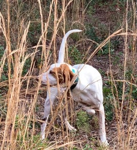 Pheasant Hunts