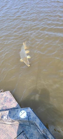 Backwater Reds and Flatfish