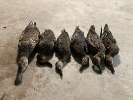 Open water duck hunts