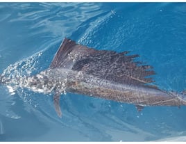 Sailfish Fishing in Key West, Florida