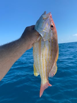 Lane Snapper Fishing in Corpus Christi, Texas