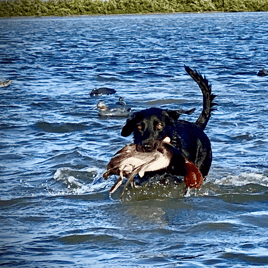 3 Person Duck Hunt