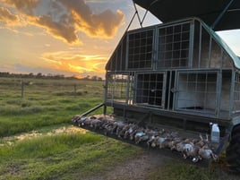 SE FL Quail Hunts