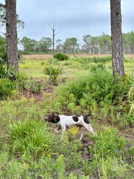 SE FL Quail Hunts