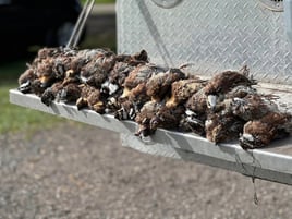 SE FL Quail Hunts