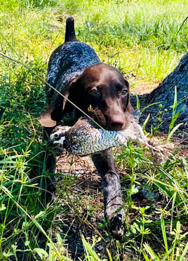 SE FL Quail Hunts