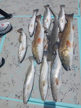 Redfish, Speckled Trout Fishing in South Padre Island, Texas