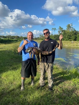 Iguana Hunting in Fort Lauderdale, Florida