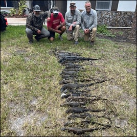 West Palm Beach Iguana Hunt