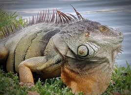 Iguana Hunting Unlimited