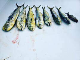 3 Hour Trip - Sport Fishing (AM)