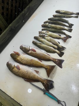 Redfish, Speckled Trout Fishing in Corpus Christi, Texas