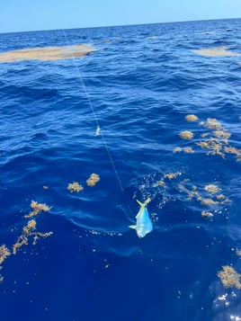 Reef Fishing