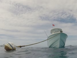 Epic Fish and Snorkel Combo